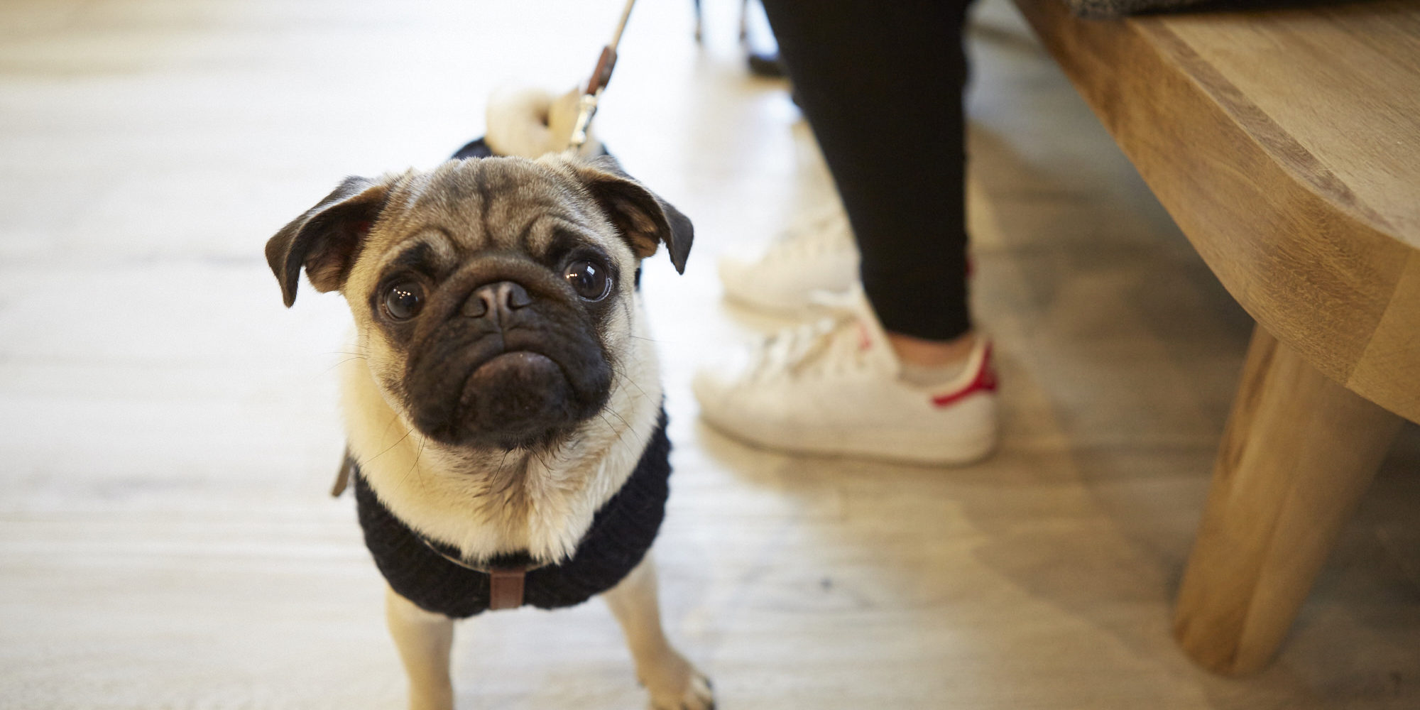 Canicule chien chat protection veterinaire paris