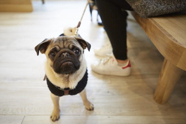 Canicule chien chat protection veterinaire paris