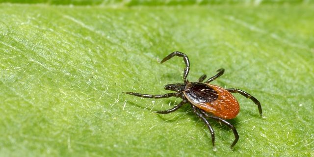 Maladie de Lyme chez le chien