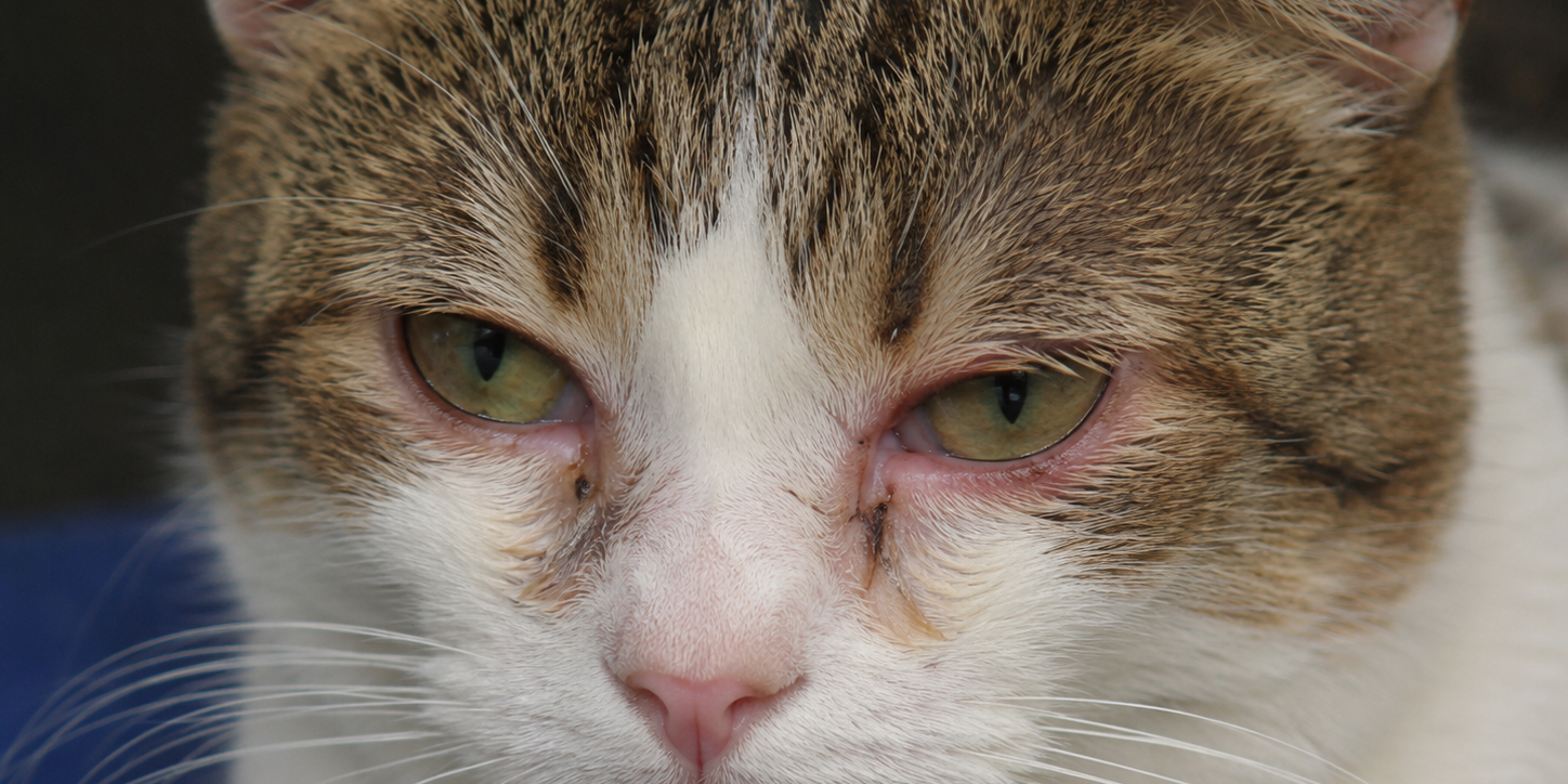 Photo d'un chat qui a les yeux qui coulent