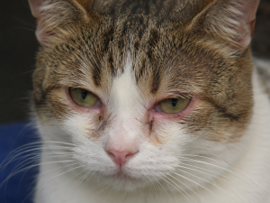 Photo d'un chat qui a les yeux qui coulent