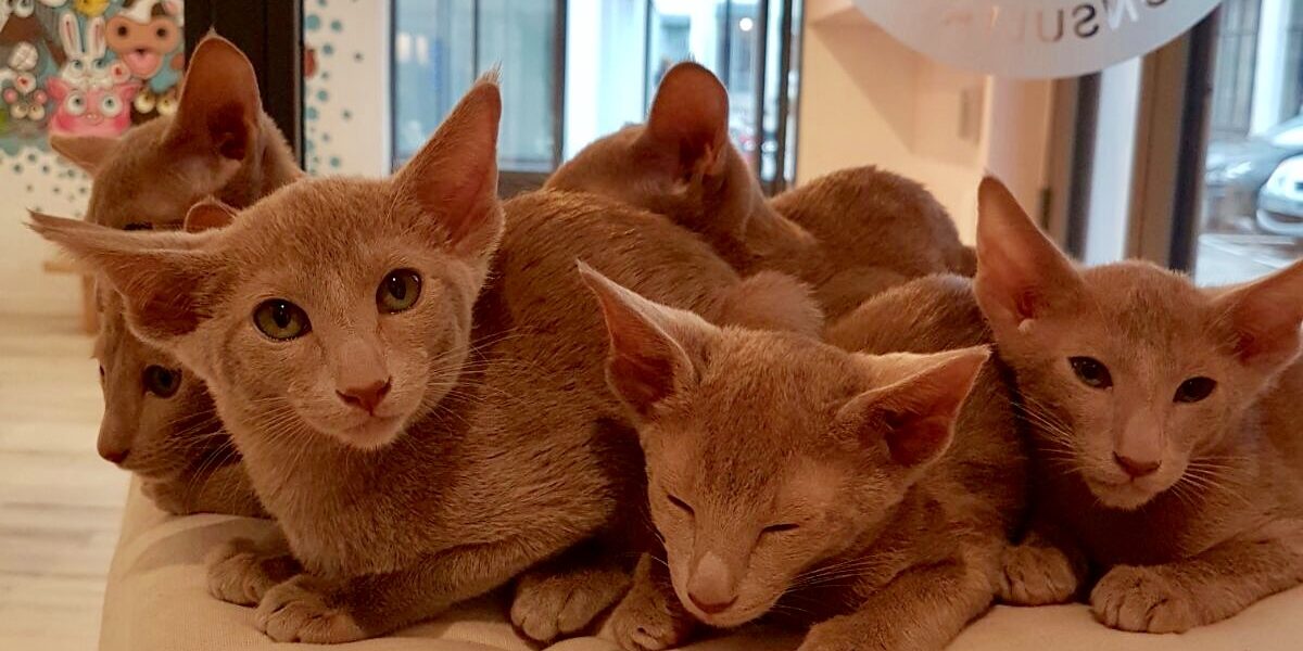 veterinaire urgence veterinaire de garde paris bastille paris 11