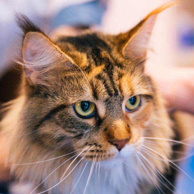 VETINPARIS veterinaire paris chat Maine Coon