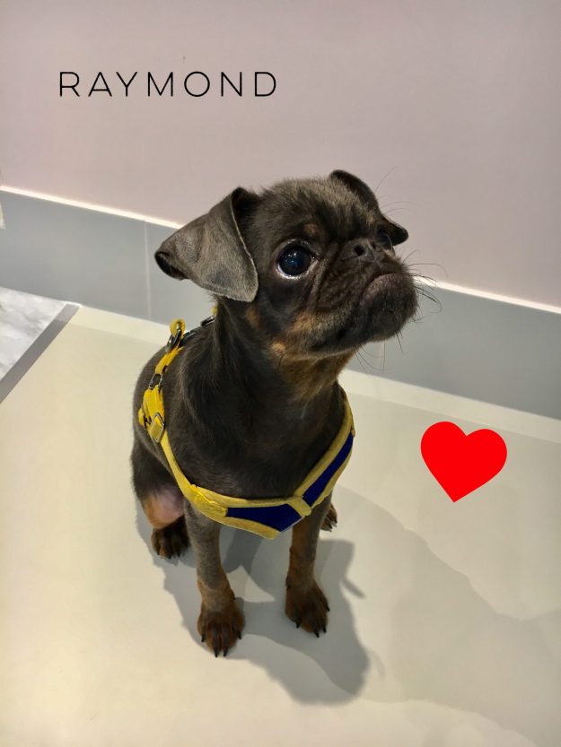 petit brabancon veterinaire paris