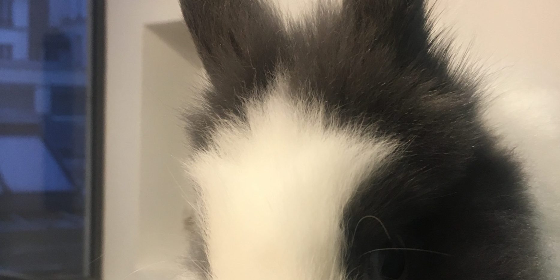 lapin vetinparis veterinaire NAC urgences hospitalisation