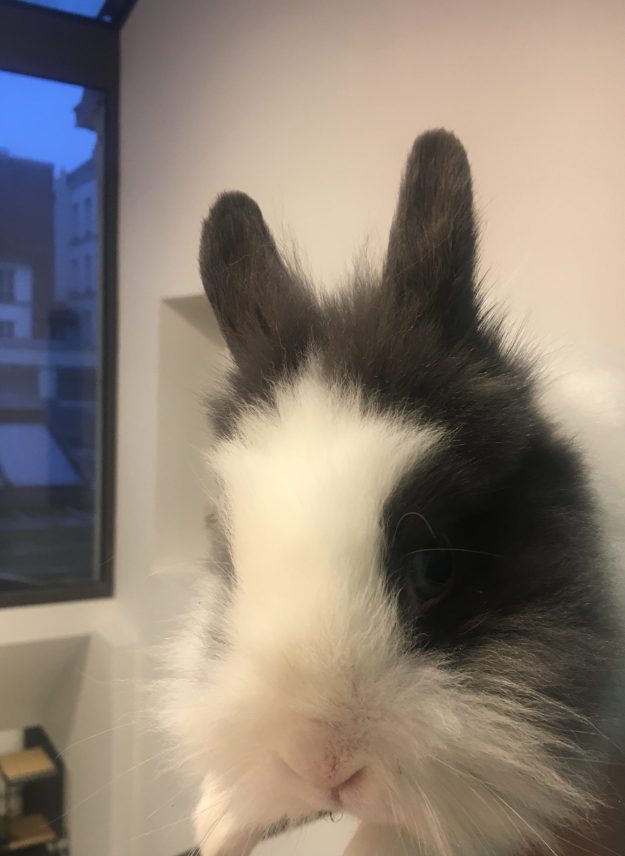 lapin vetinparis veterinaire NAC urgences hospitalisation