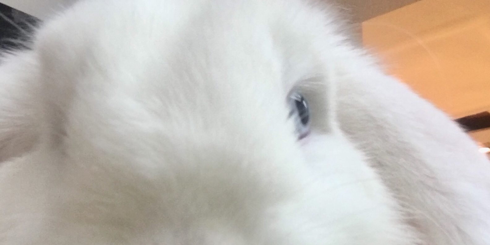 veterinaire paris NAC Lapin phytothérapie