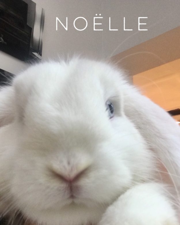 veterinaire paris NAC Lapin phytothérapie