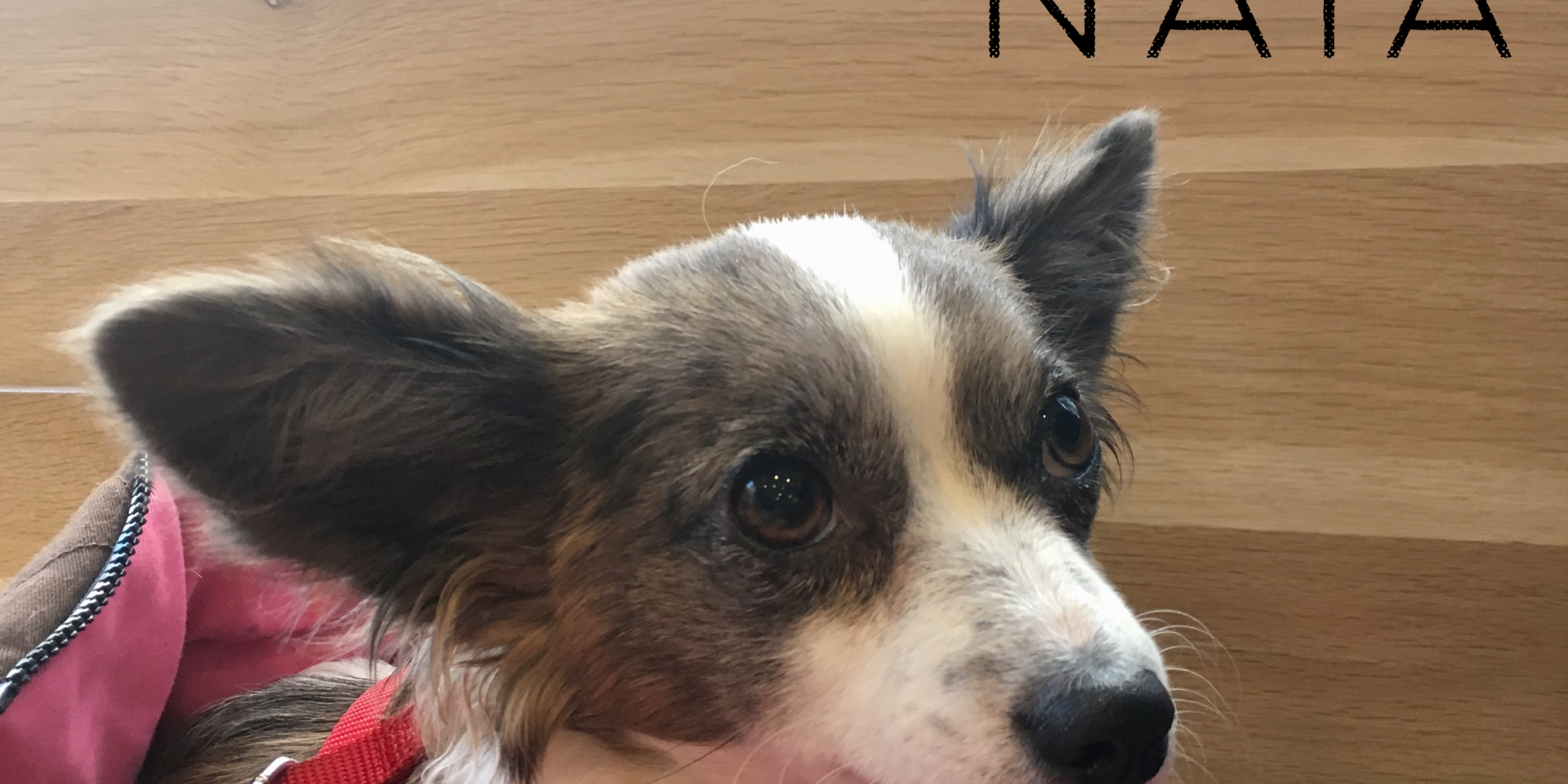 veterinaire paris urgence NAC