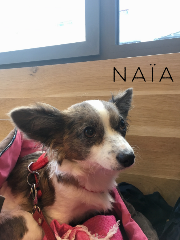 veterinaire paris urgence NAC