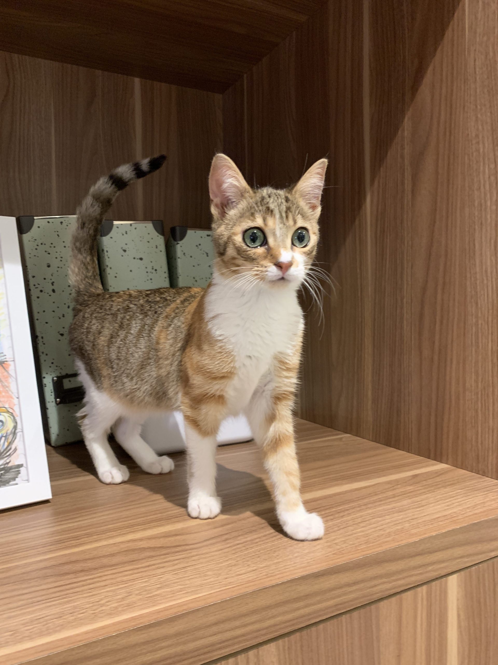 Mon chat me fait la tête quand je pars VETINPARIS