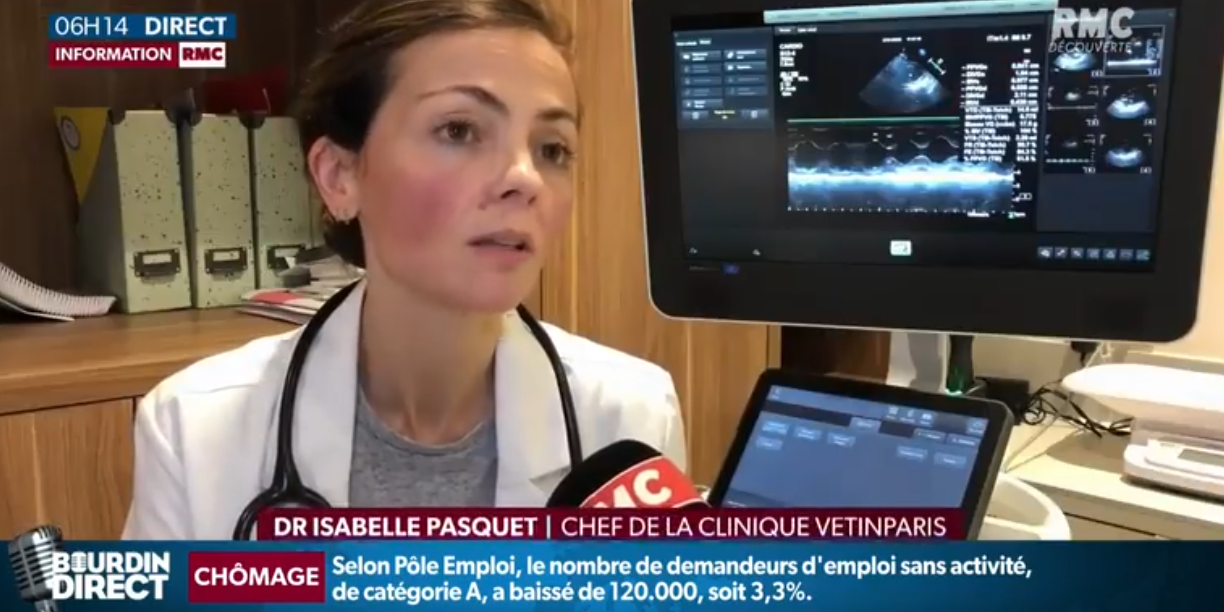 L'identification des carnivores domestiques