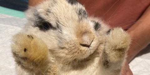 Lapin veterinaire paris NAC