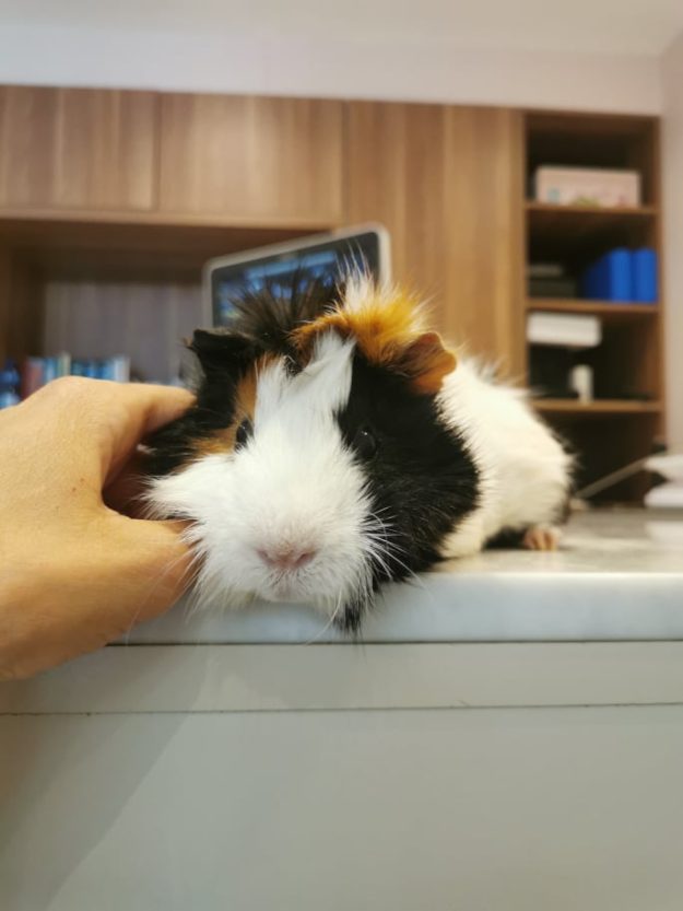 cochon d inde veterinaire paris vetinparis