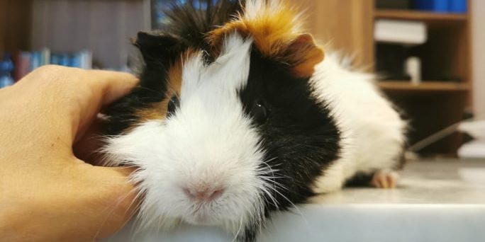 206441515_919357538626910_1148856835316242338_n cochon d inde veterinaire paris vetinparis