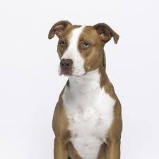 Chiens de catégorie vétérinaire vetinparis