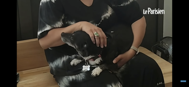 Vetinparis veterinaire paris le parisien