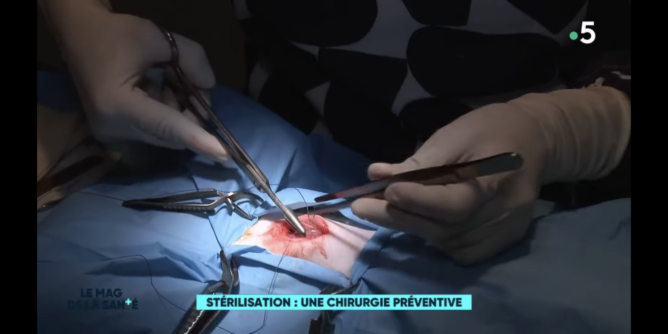 Stérilisation du chat, vétérinaire paris