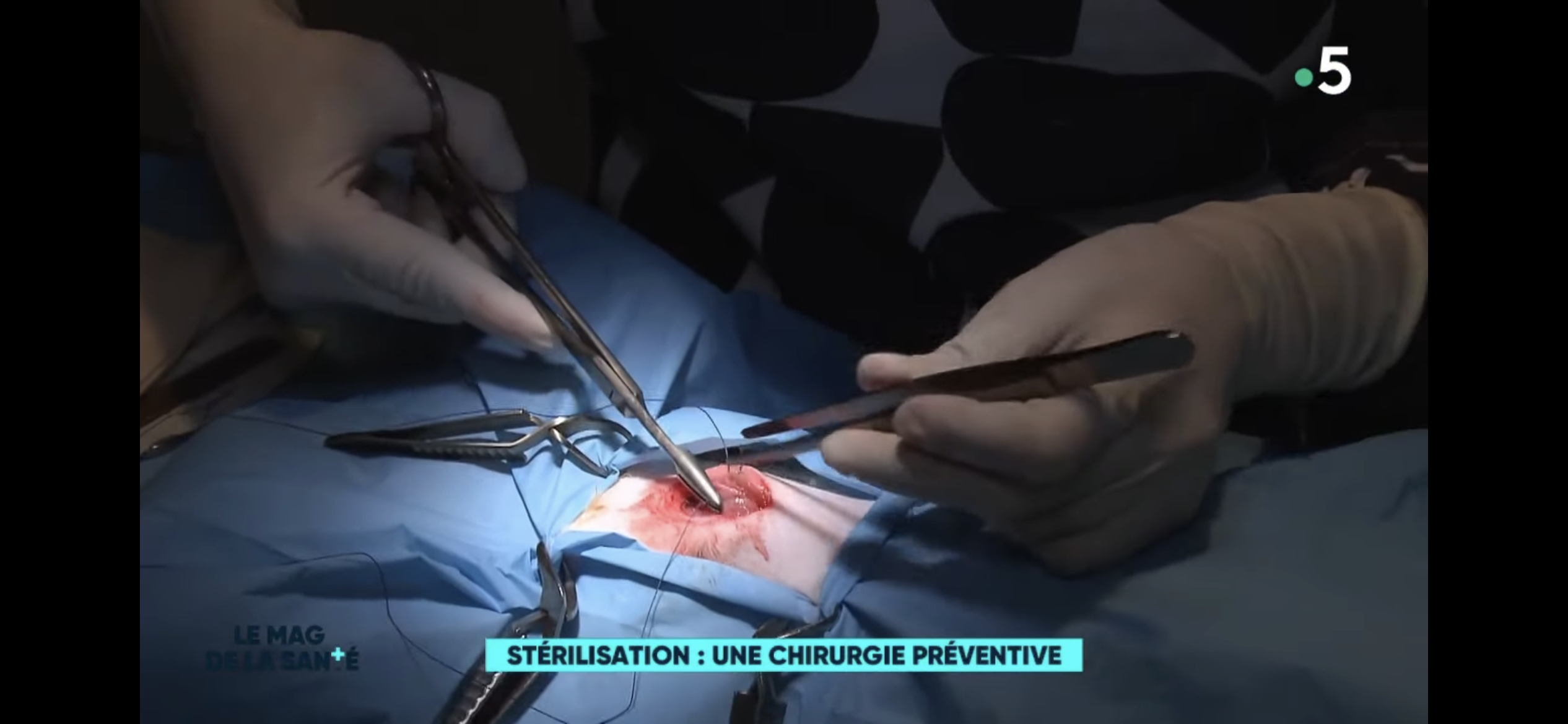 Stérilisation du chat, vétérinaire paris