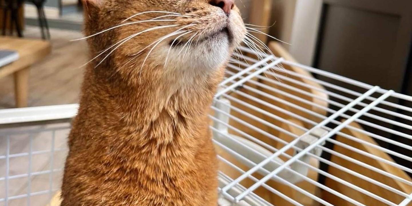 B97F562A-4E4C-4D07-B27D-5E5B92867D6E Hypertension du chat