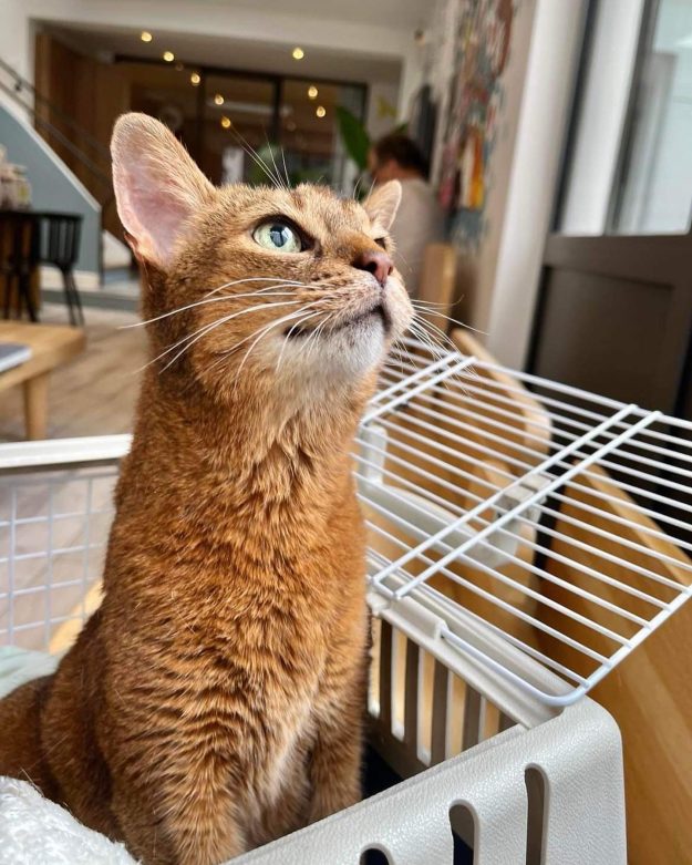 Hypertension du chat