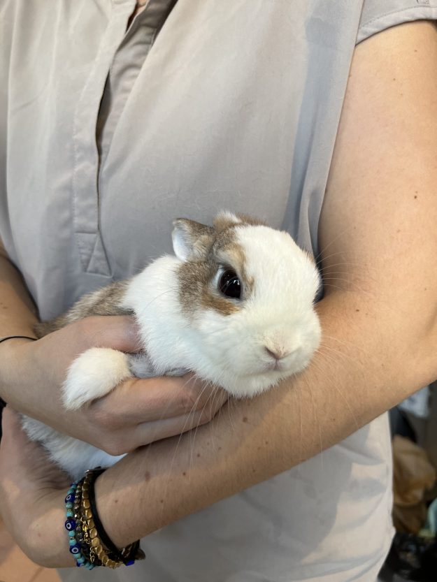 Urgences vétérinaires chez le lapin