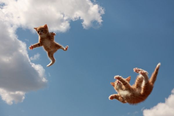 Un chat retombe t il toujours sur ses pattes Chat chute tombe