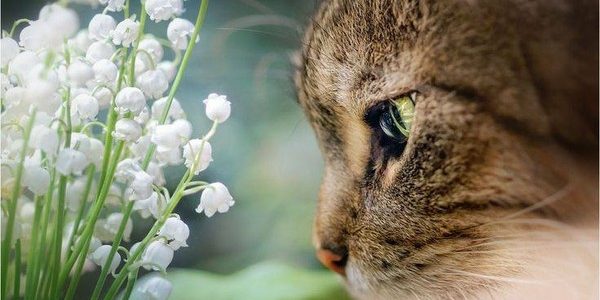 muguet chat veterinaire paris