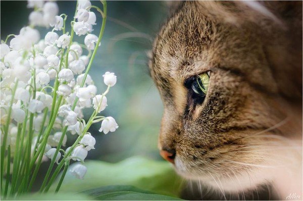 muguet-chat muguet chat veterinaire paris