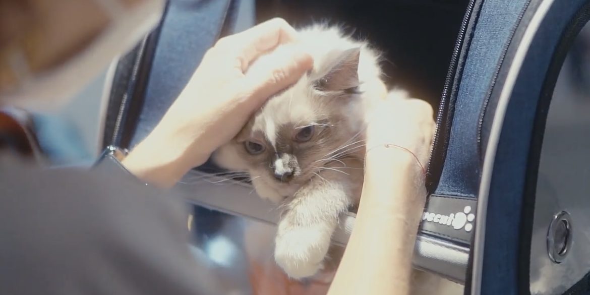 urgence vétérinaire paris