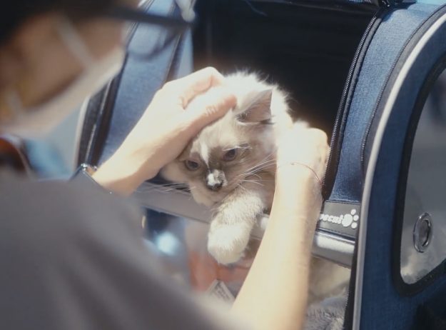 Urgence vétérinaire Paris urgence vétérinaire paris