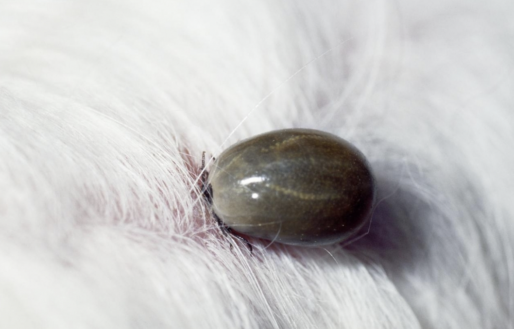 Tiques chien vétérinaire veterinaire veterinairs vétérinaires paris