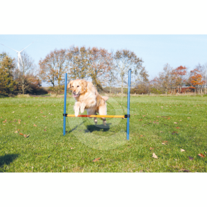 Agility : Obstacle Trixie Fun