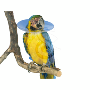 Carcan pour oiseau UU