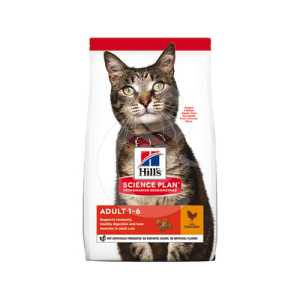 Chat Adult Poulet
