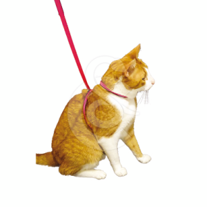 Harnais Chat Pop