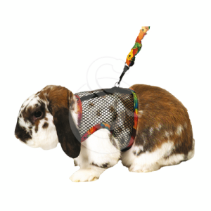 Harnais pour lapin