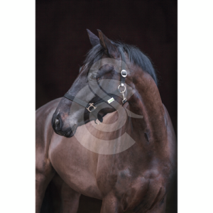 Licol Classic en nylon pour chevaux