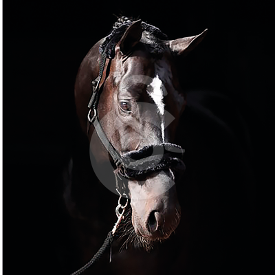 Licol ClassicSoft en nylon pour chevaux