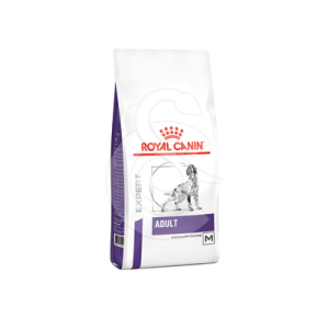Dog Adult Medium
