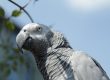 Espérance de vie d'un Gris du Gabon