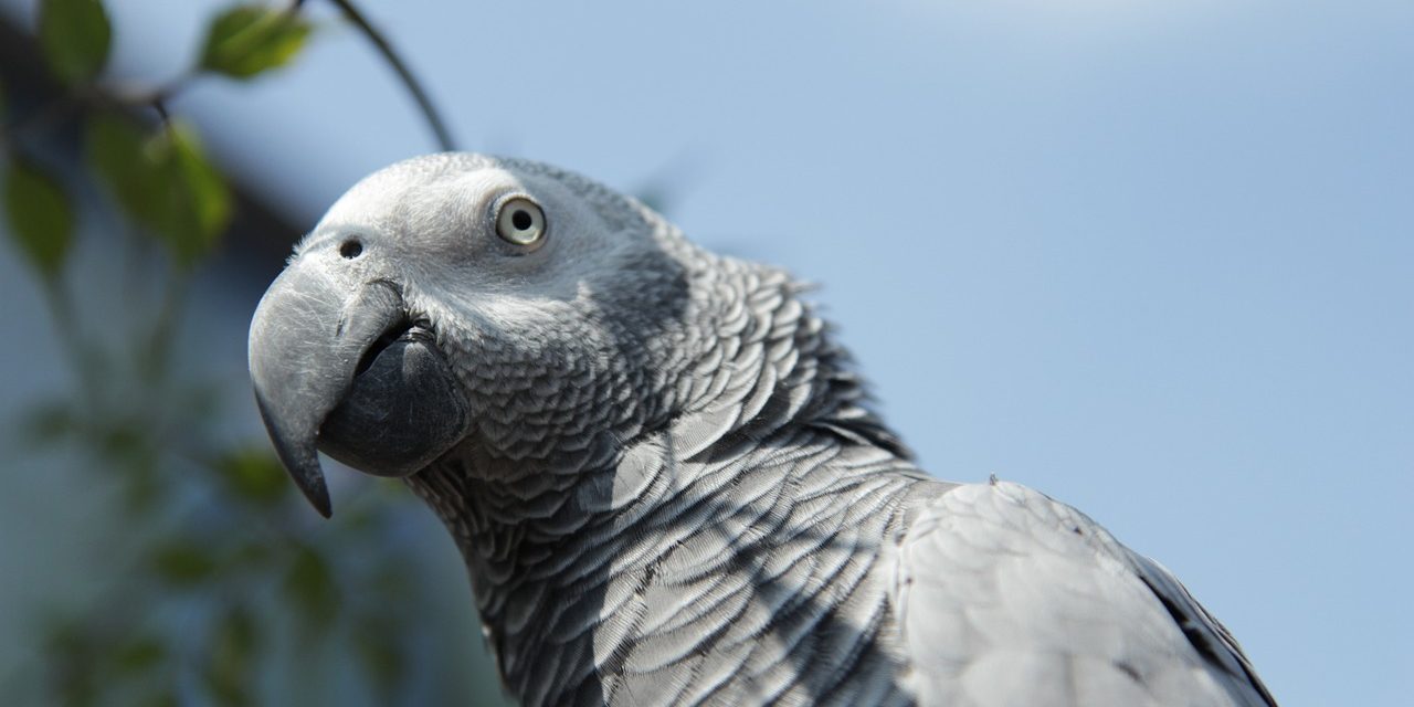 Espérance de vie d'un Gris du Gabon