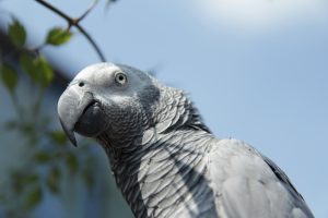 Espérance de vie d'un Gris du Gabon