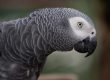 Picage chez le Gris du Gabon, ce qu'il faut savoir