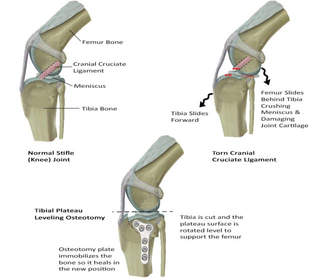 How_TPLO_Surgery_Works_Illustration_0 TPLO