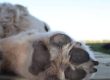 Soigner les coussinets de son chien