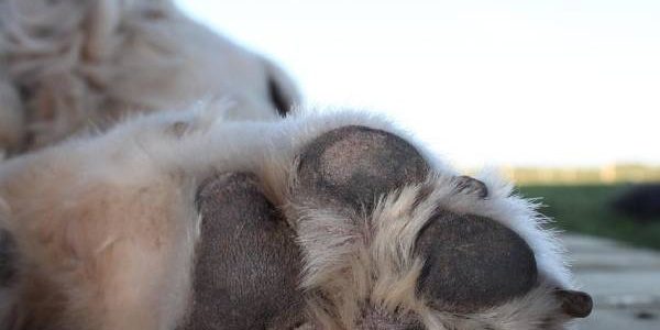 Soigner les coussinets de son chien