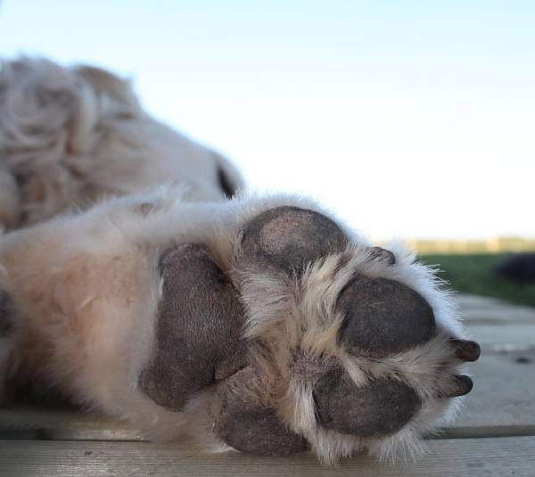 Soigner les coussinets de son chien Soigner les coussinets de son chien