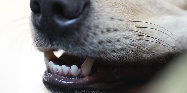Utilité du brossage des dents pour son chien