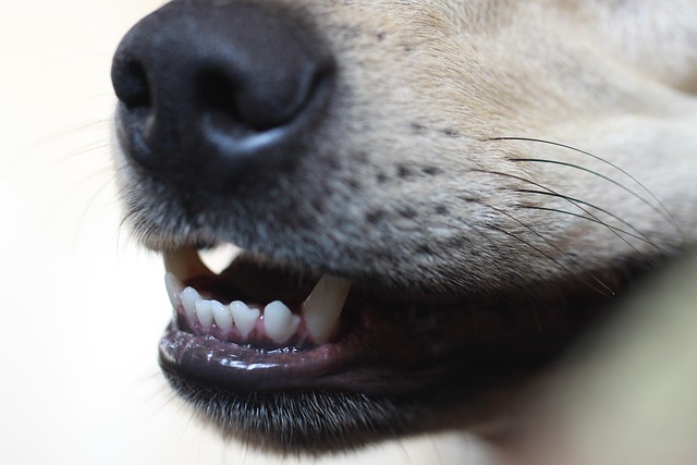 Utilité du brossage des dents pour son chien